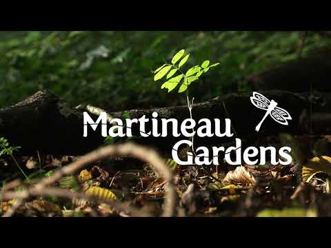 Martineau Gardens Bees Needs