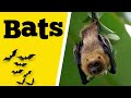 Quiz on Bats