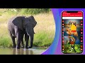 Animals and Birds Ring Tones