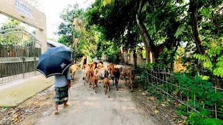 View Beautiful Bangladesh Village Area View of Kaliargaon