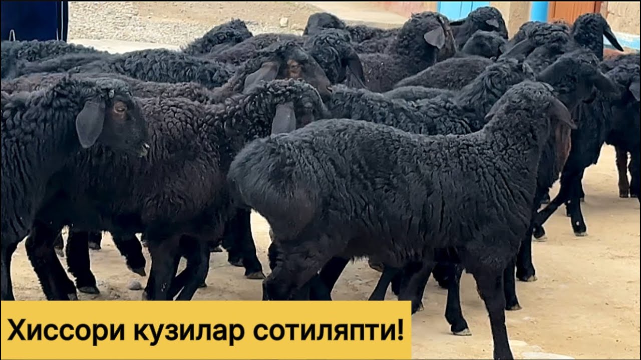 Хиссори кузилар! 972222478☎️ 996969200☎️