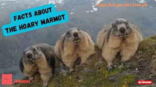 5 Unique Facts About The Hoary Marmot, Unique facts you don't know yet…