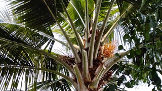 How To Make Coconut Broom Stick Traditional Method