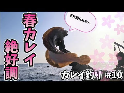 [カレイ釣り #10]桜の季節に釣りのことしか頭にない人達が集まる海で今日も楽しく釣り三昧!絶好調に釣れまくり頭の中はお花見状態に!![岩手 三陸 越喜来湾]