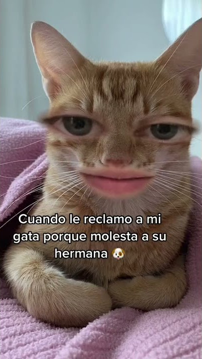 Cuando le reclamo a mi gata por qué molesta a su hermana 🐶 #Shorts #Cortos