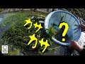 田んぼの水路。水草をかき分けてガサガサしたら…