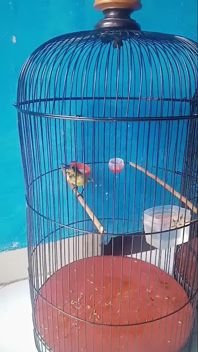 sogon materi prenjak ngetir panjang #Diki_maulana