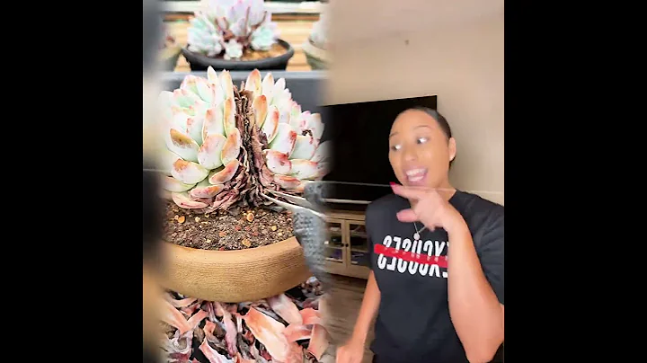 First Look! You Won't Believe What Happened Next#shorts#funny#love#trending#youtubeshorts