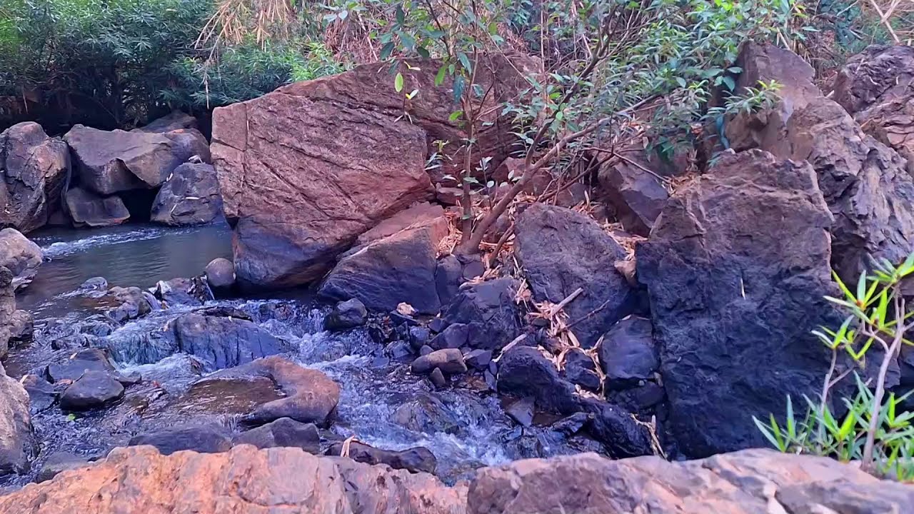 Magical Stream and Forest Sounds with Melodious Birds | Peaceful Nature ...