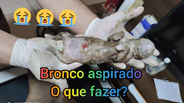 Como ressuscitar um cachorro que acabou de nascer?