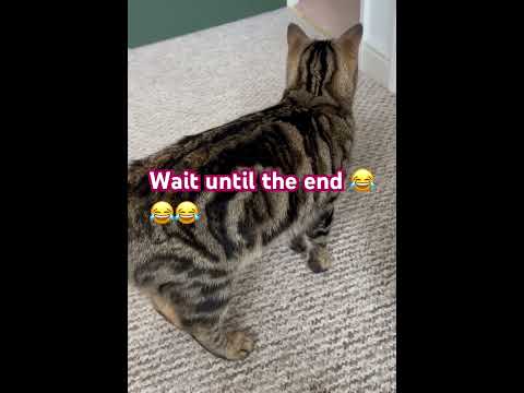 Relu and Benji fights a lot 😂😂 #catsonyoutube #catlover #savannahcat #cat #catselife