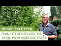 Граб. Его особенности. Уход за грабом.  Размножение граба.