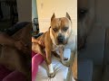 Big pitbull dog shorts youtubeshorts animals