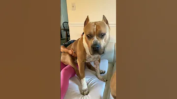 Big Pitbull Dog Shorts Youtubeshorts Animals 
