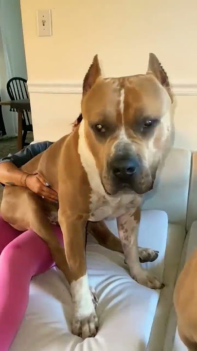 Big pitbull dog #shorts #youtubeshorts #animals
