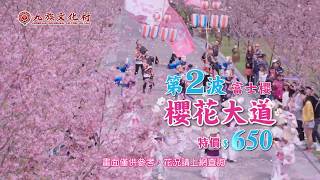 2019九族櫻花祭–第2波富士櫻開囉!!