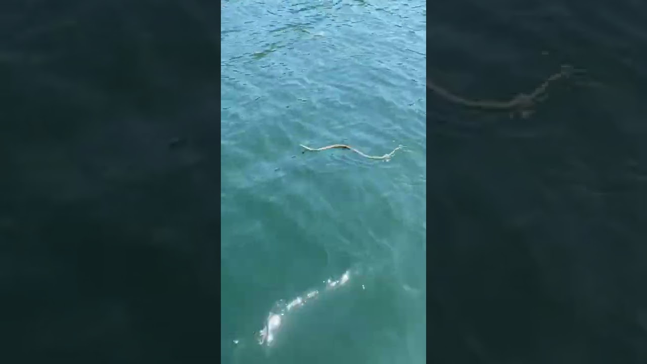 Cobra-rateira refresca-se nas águas do Gerês