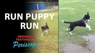 Run Puppy Run! on Periscope