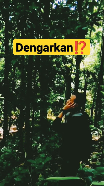 Dengarkan ⁉️lantunan suara hewan alam Kalimantan