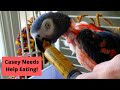 How To Take Care of a Sick Bird | Syringe Feeding an African Grey Parrot