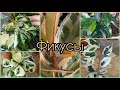 Почему мои растения блестят😉Фикусы🌱Какими были год назад🌸Керли🌱Коконат Крем🌱Твайлайт🌸Регидан🌱Белиз