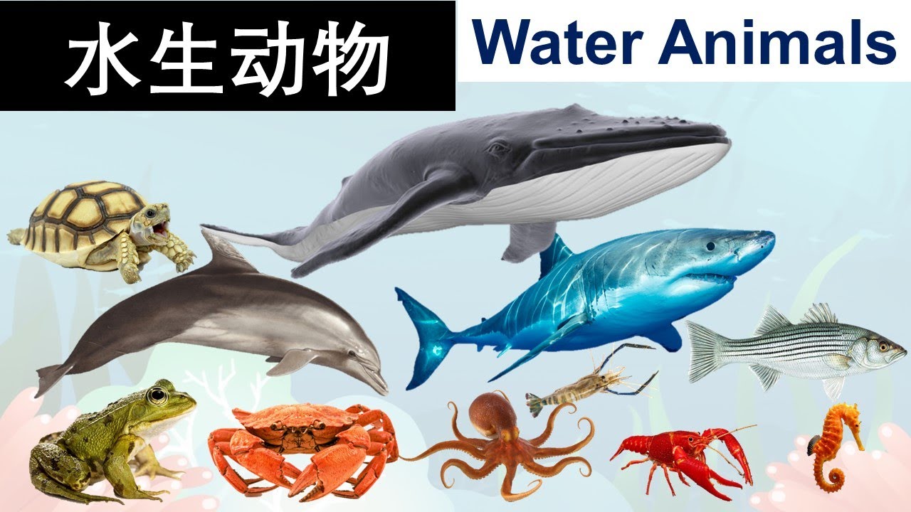 Learn water animals sounds and names in Chinese and English 水生动物