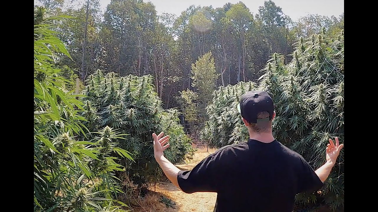 Mendo Dope - Real Weed Rapper