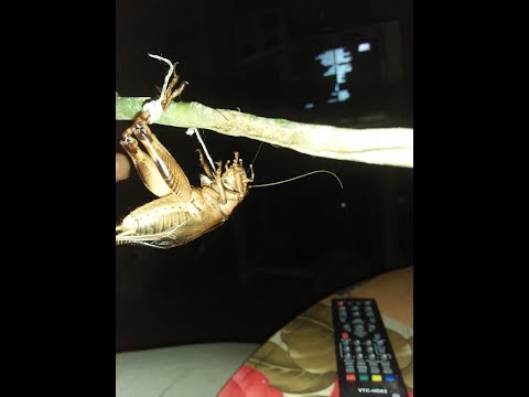 Video: Katydid Vaj Kab Tsuag - Yuav Ua Li Cas Kom Tau Txais Kab Kab Katydid