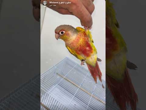 تكسر وتقشف ريش الببغاء كنيور