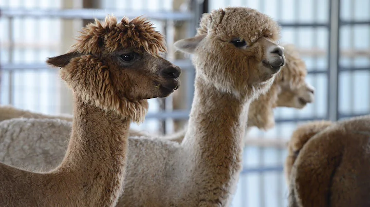 Alpaca Adventures