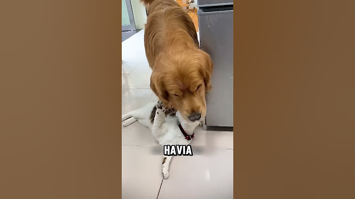 Esse CACHORRO levou a CULPA! Mas o final SURPREENDEU 🥺 #shorts #curiosidades #cachorro #gatos