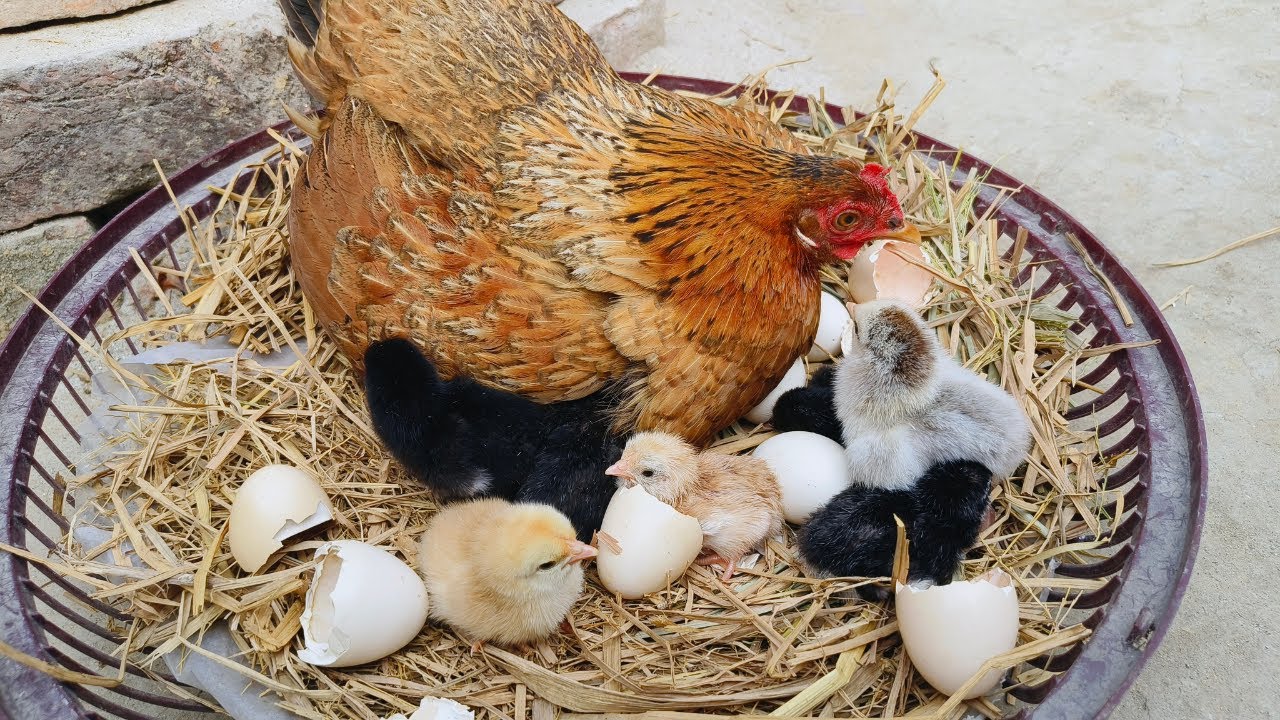 Mother Hen Love ❤️ Baby Chicks Hatching🐣Backyard Chickens Beauty at Home