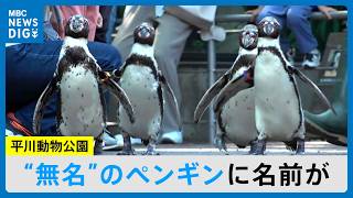 First Ever Penguin Naming Since Opening: 