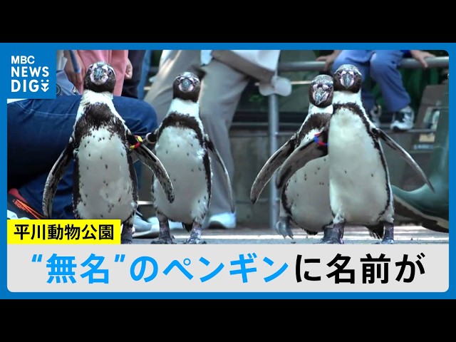 First Ever Penguin Naming Since Opening: 