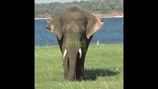 Beautiful Baby Tusk Elephant | 美しい牙の赤ちゃんゾウ | Baby Elephant | طفل جميل ناب الفيل | Animals #Shorts