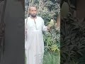 شاهد كيف يجنى ثمار المانجو قبل أن تفسد من على الاشجار شاهد كيف يجنى ثمار المانجو قبل أن تفسد من على الاشجار