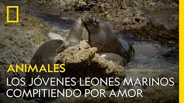 ¿Son amistosos los leones marinos?