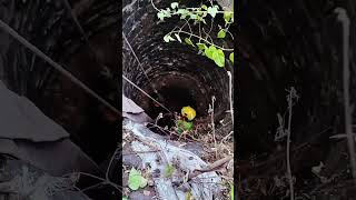 காரிருள் சூழ்ந்த கிணற்றில் விழுந்து தவித்த மாடு 😢😢😢Rescue cow 🐄 🐄 🐄#shorts