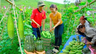 Harvest clean squash and cucumbers grown in the farm garden, bring to the market to sell, farm life