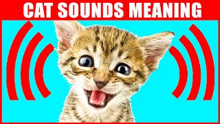 8 Sounds Cats Make and What They Mean