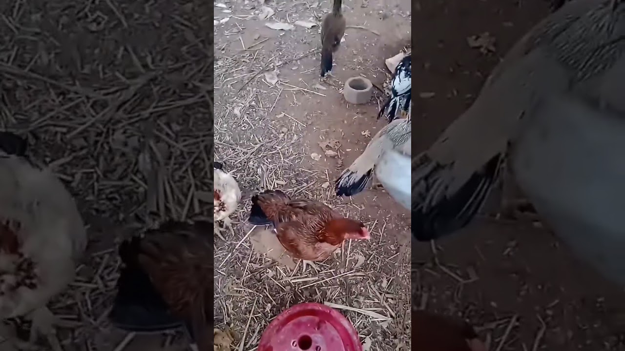 #funny_chicken