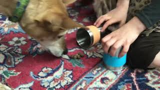 Dog tricks with Lulu