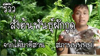 ต้นพันธุ์ผักกูด รีวิวสั่งออนไลน์จากใต้มาอีสานสภาพจะเป็นอย่างไร