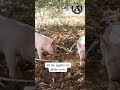Piglet Zoomies