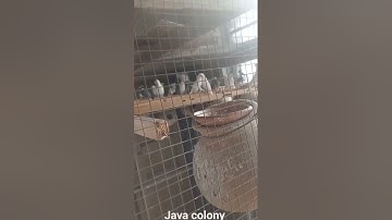 My Java Breeding Colony #Sparrows #shorts #youtubeshorts