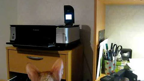 Watch the video about Cornish Rex - Mama's Little Helper