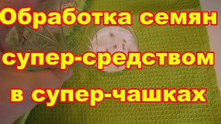 Обрабатываю семена томатов исключительным средством в удобных чашках