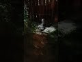 Зависший мейн-кун #shorts #cat #мейнкуны