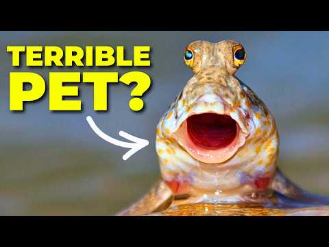The Truth about Mudskipper Care.