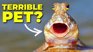 The Truth about Mudskipper Care.